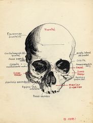 Cráneo - Oscar Tusquets Blanca