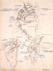 Estudio de esqueleto 01 - Oscar Tusquets Blanca