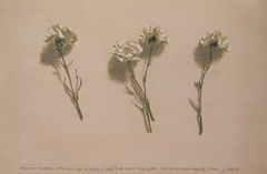 Claveles - Oscar Tusquets Blanca