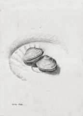 Bivalvas - Oscar Tusquets Blanca