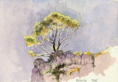 Pi sobre penya-segat, Mallorca - Oscar Tusquets Blanca