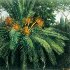 Apoteosis Canariensis - Oscar Tusquets Blanca