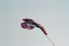 Joyas Daedalus - Oscar Tusquets Blanca