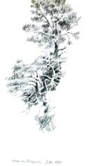 Pinos en Menorca - Oscar Tusquets Blanca