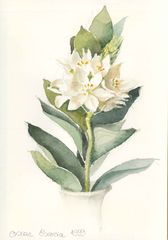 Escocia - Oscar Tusquets Blanca