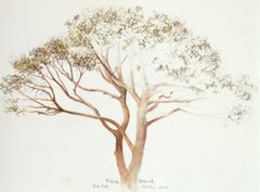 Pino en Son Net - Oscar Tusquets Blanca