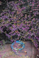 Algarrobo loco y manguera - Oscar Tusquets Blanca