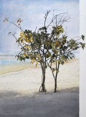 Mangles blancos en la arena - Oscar Tusquets Blanca