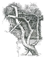 Sal Rosa/2 - Oscar Tusquets Blanca