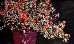 Ficus brotando - Oscar Tusquets Blanca