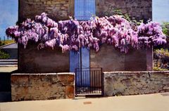 Glicinia francesa - Oscar Tusquets Blanca