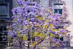 Jacaranda sobre Duràn - Oscar Tusquets Blanca