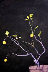 Tres limones - Oscar Tusquets Blanca