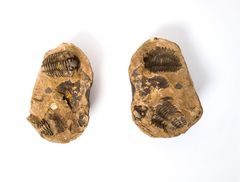 Artropodo Trilobite Calymeme - Oscar Tusquets Blanca