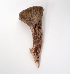 Flying dinosaur tooth - Oscar Tusquets Blanca